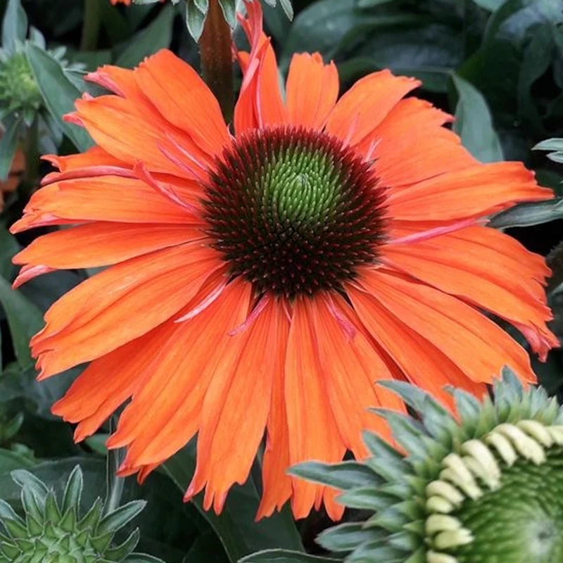 Sonnenhut 'SunSeekers Mineola'