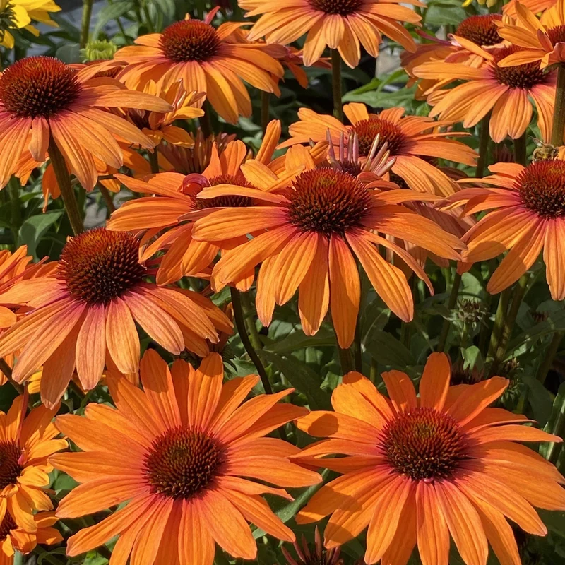 Sonnenhut 'SunSeekers Mineola'