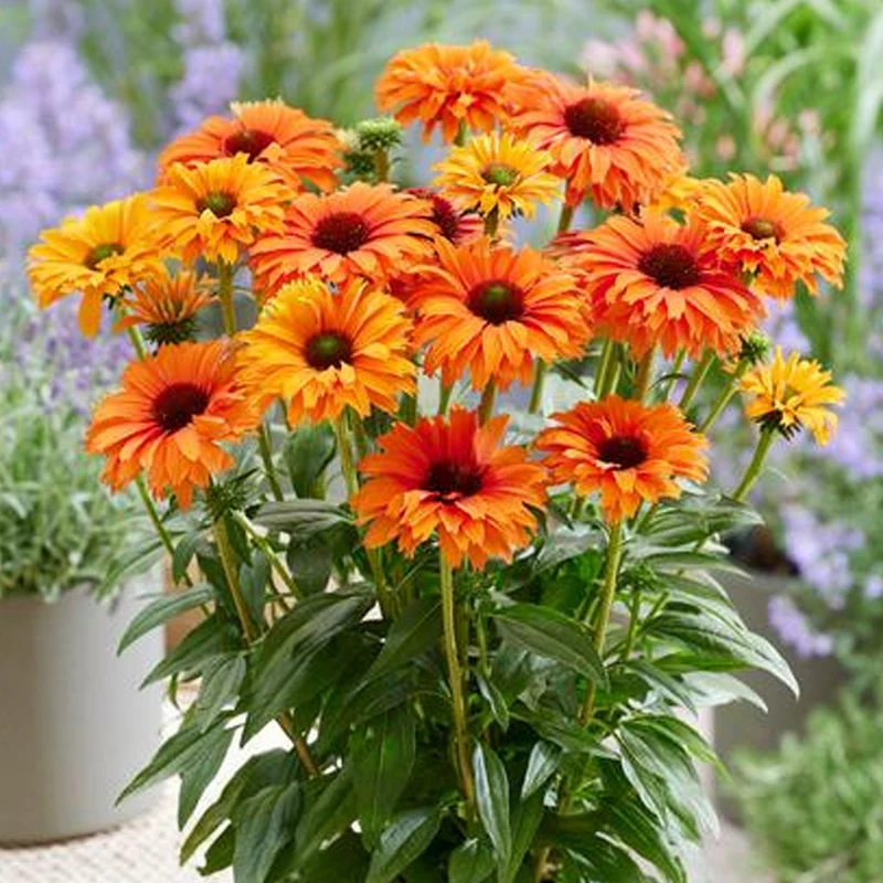 Sonnenhut 'SunSeekers Mineola'