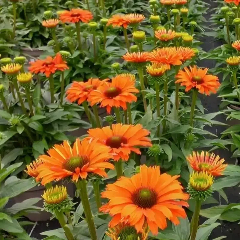Sonnenhut 'SunSeekers Mineola'
