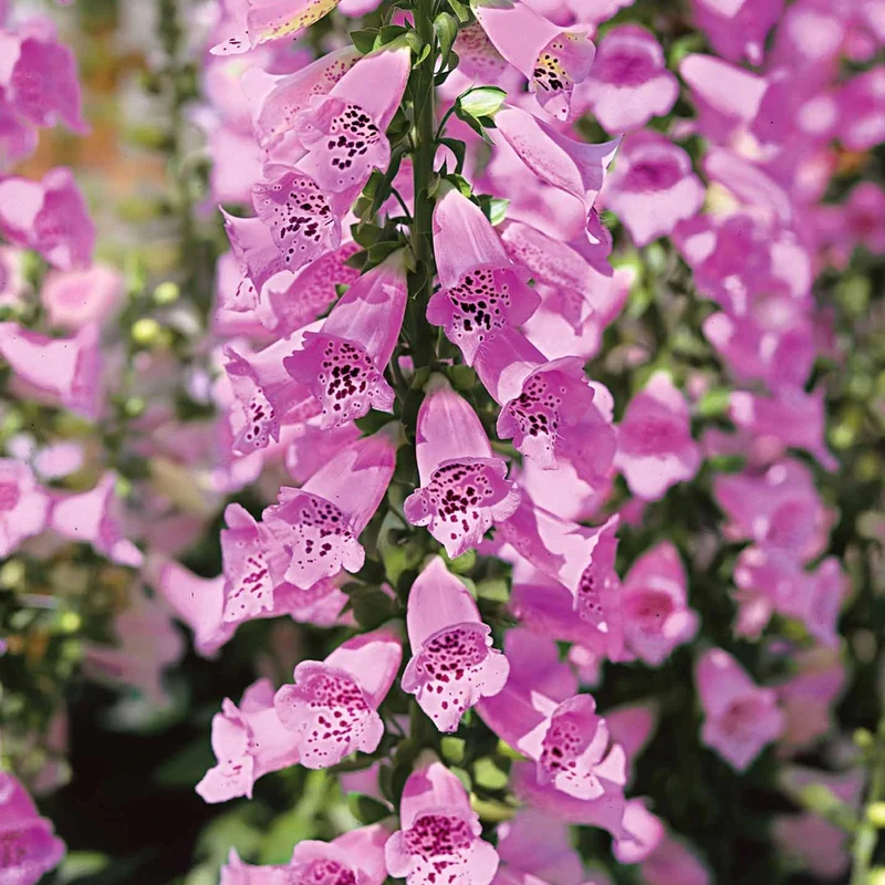 Fingerhut 'Panther'