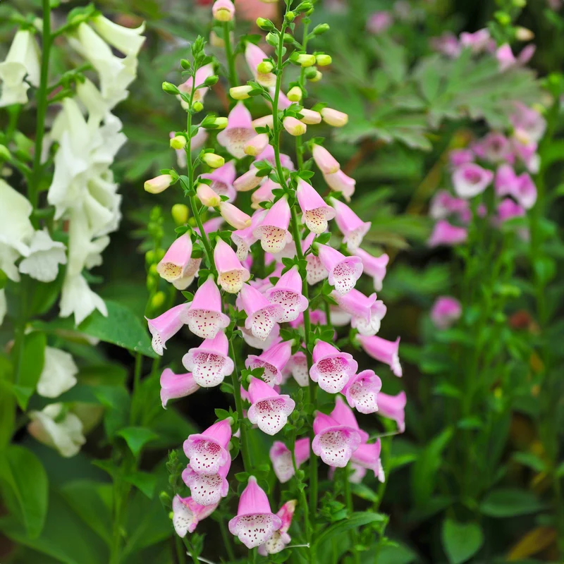 Fingerhut 'Lucas Pink'