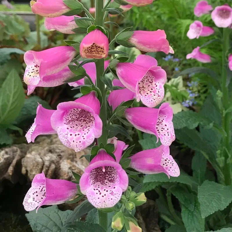 Fingerhut 'Lucas Pink'