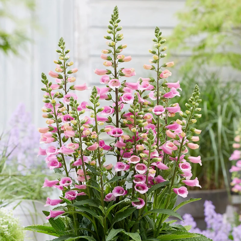 Fingerhut 'Lucas Pink'