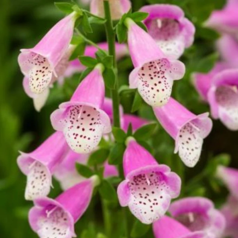 Fingerhut 'Lucas Pink'