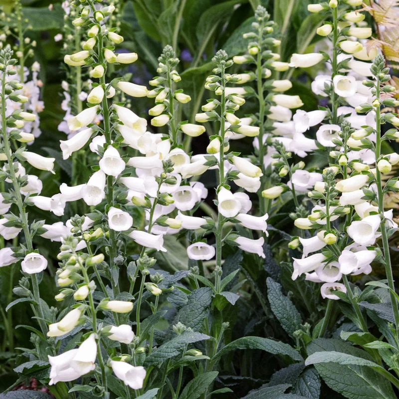 Fingerhut 'Lucas White'