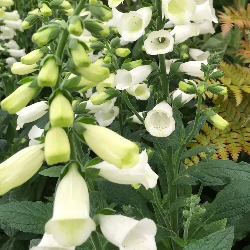 Fingerhut 'Lucas White'