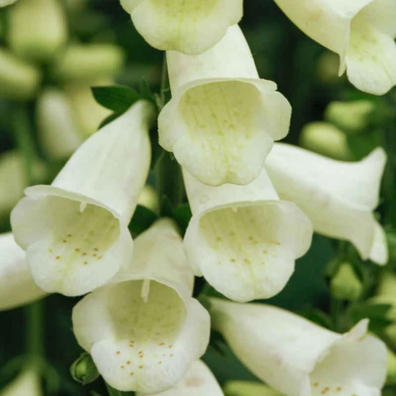 Fingerhut 'Lucas White'