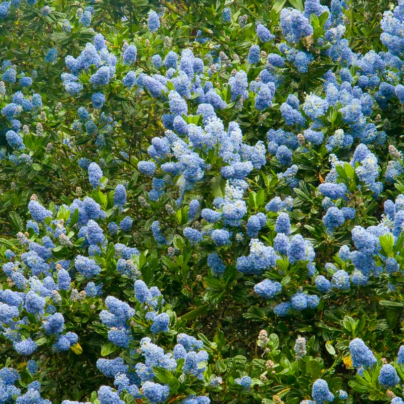 Säckelblume 'Victoria'