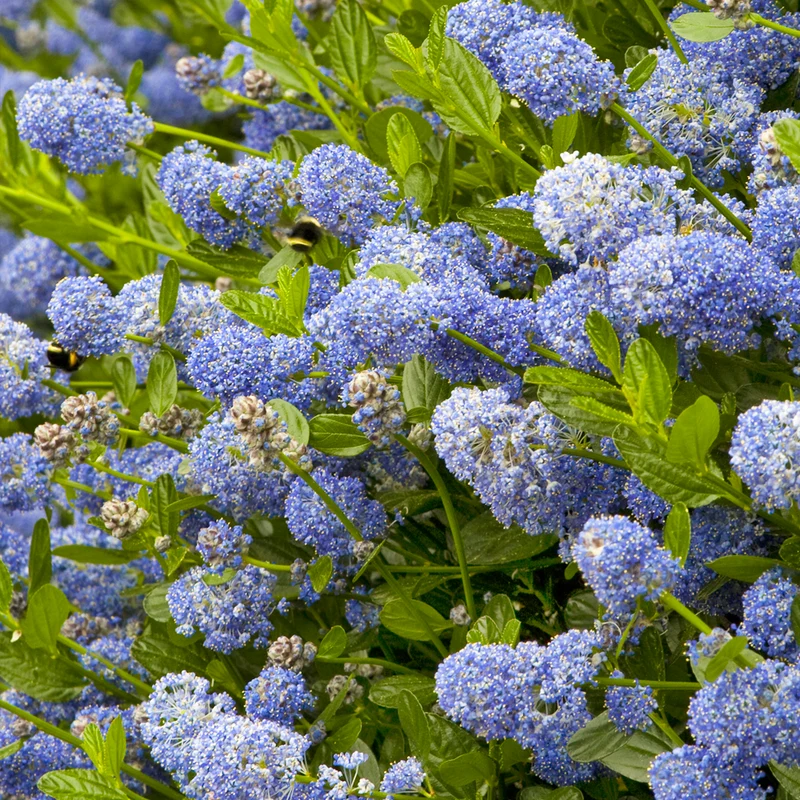 Säckelblume 'Victoria'