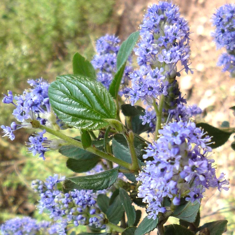 Säckelblume 'Victoria'