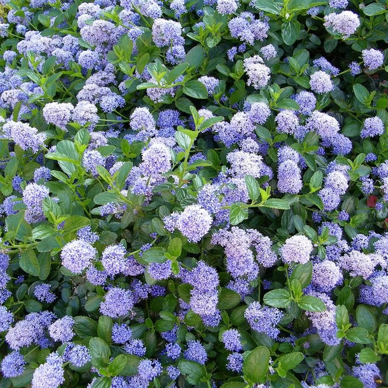 Säckelblume 'Victoria'
