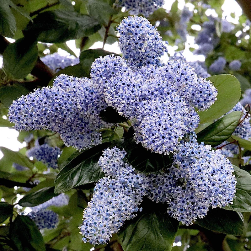 Säckelblume 'Trewithen Blue'