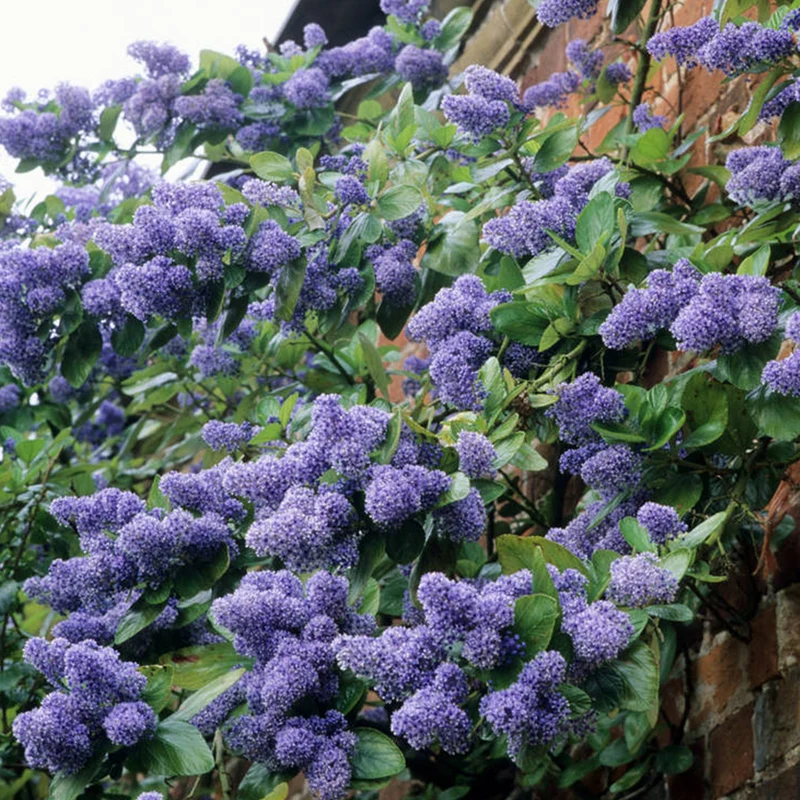 Säckelblume 'Trewithen Blue'