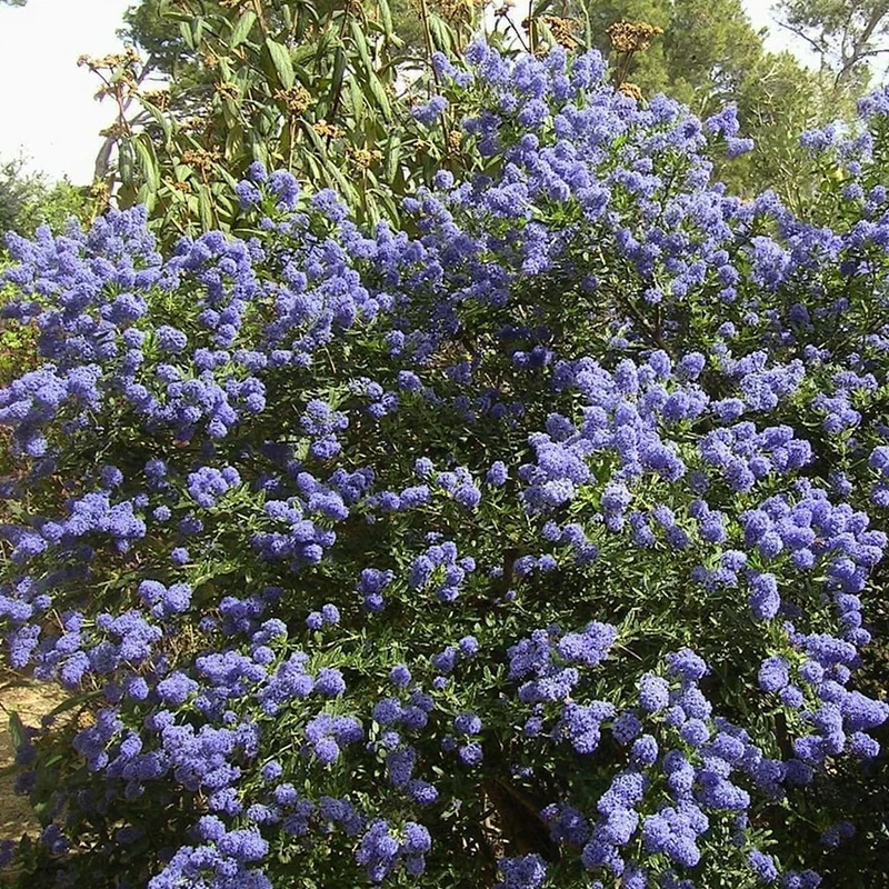 Säckelblume 'Trewithen Blue'