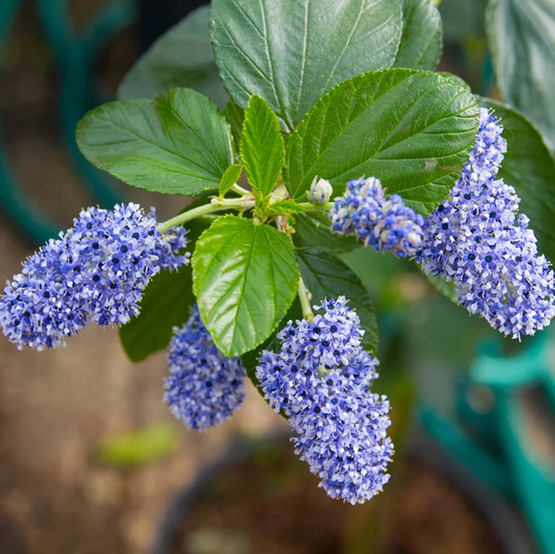 Säckelblume 'Trewithen Blue'