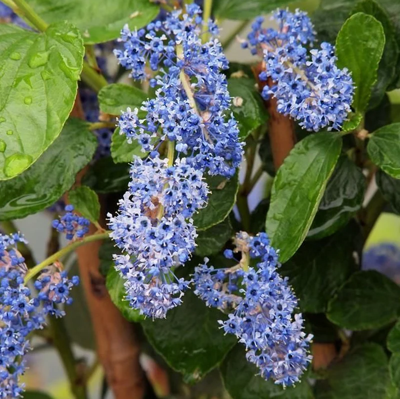 Säckelblume 'Trewithen Blue'