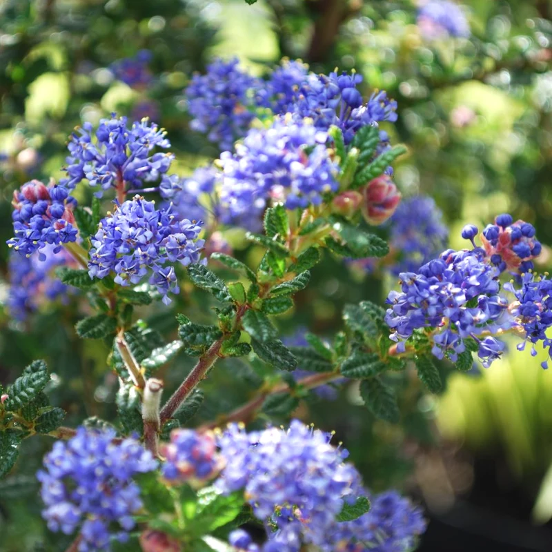 Säckelblume 'Puget Blue'