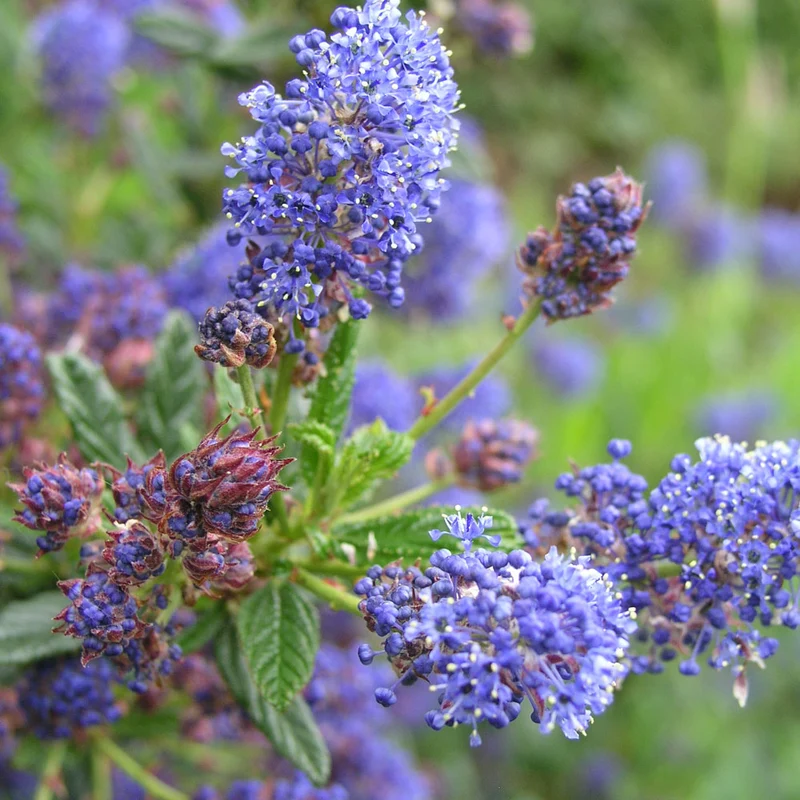Säckelblume 'Puget Blue'