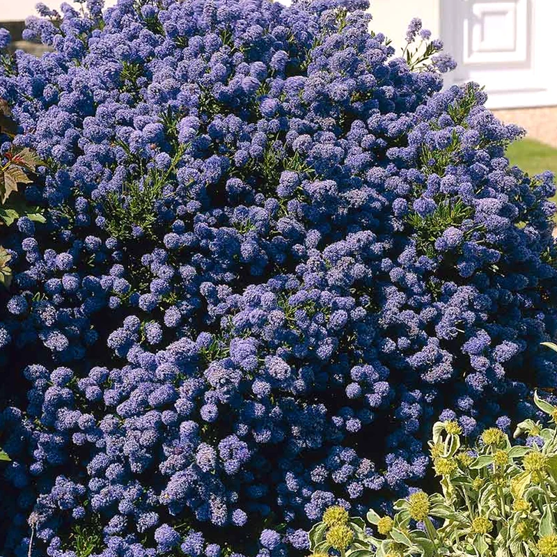 Säckelblume 'Puget Blue'