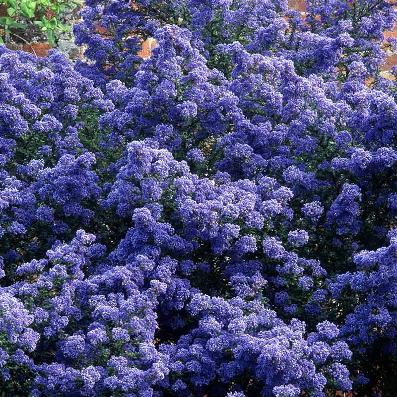 Säckelblume 'Puget Blue'