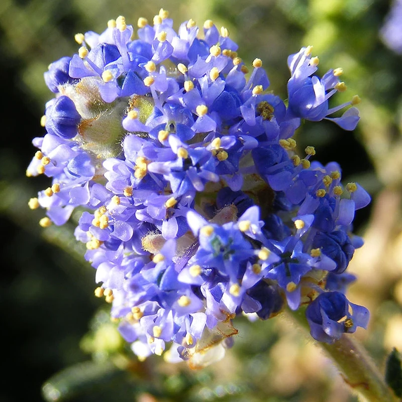Säckelblume 'Puget Blue'