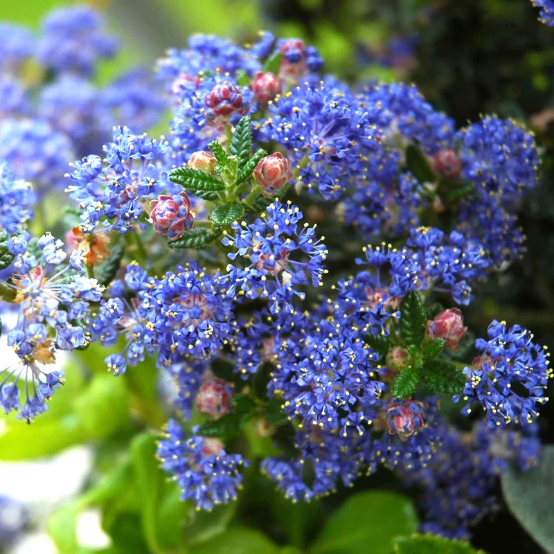 Säckelblume 'Puget Blue'
