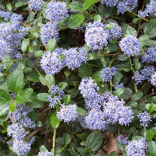 Kriechende Säckelblume