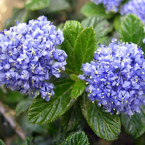 Kriechende Säckelblume