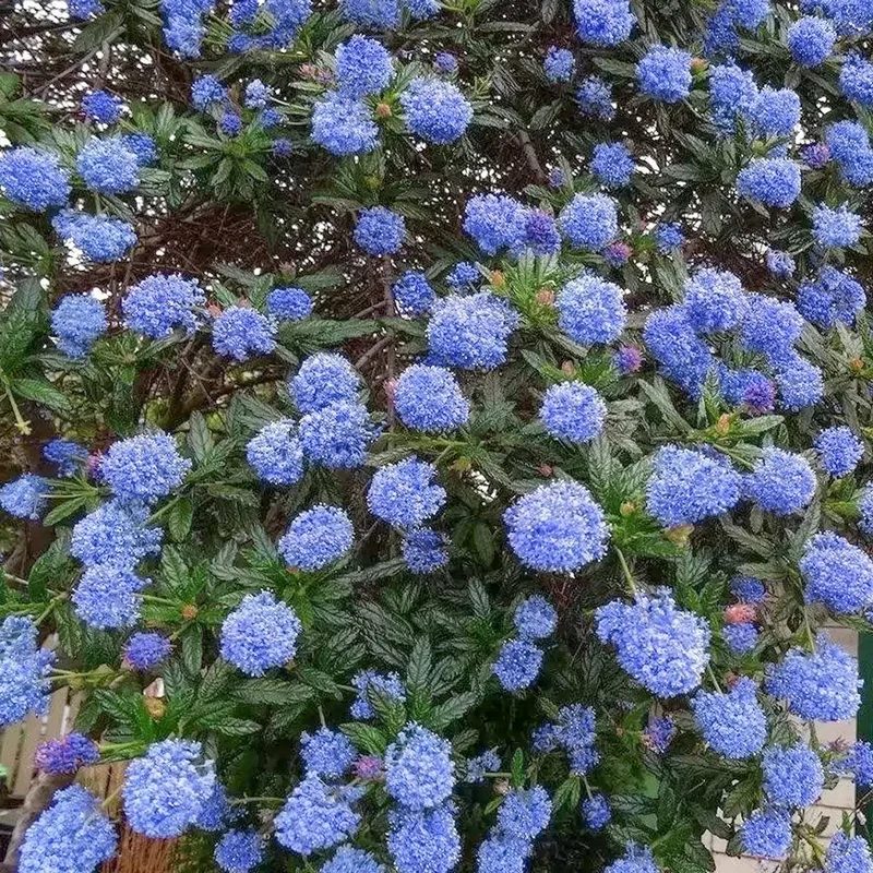 Säckelblume 'Italian Skies'