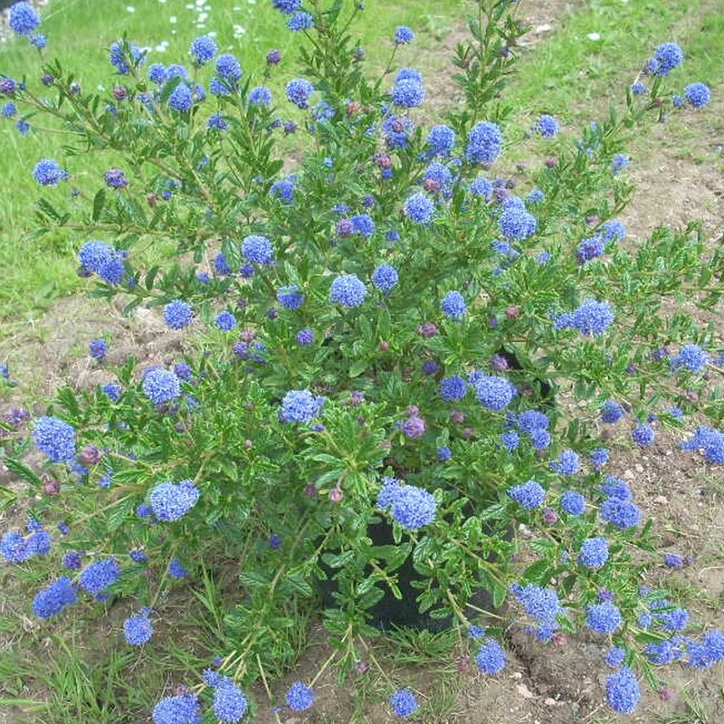 Säckelblume 'Italian Skies'