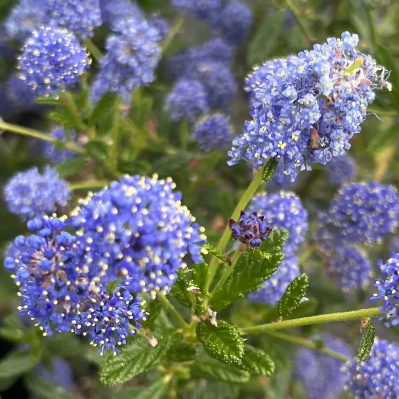 Säckelblume 'Italian Skies'