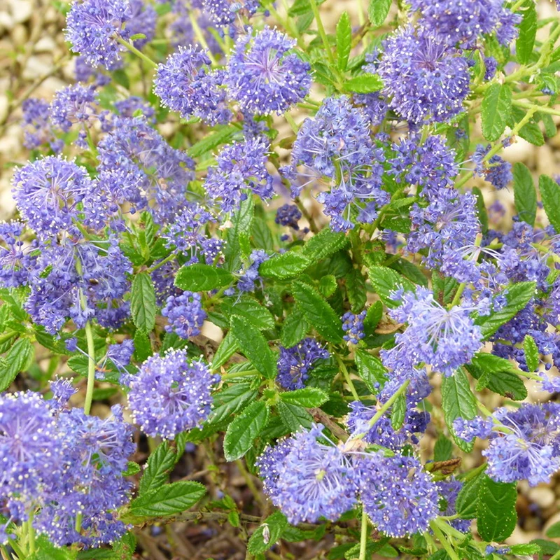 Säckelblume 'El Dorado'