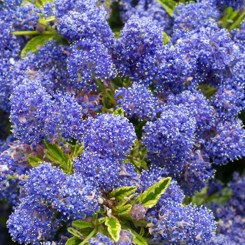 Säckelblume 'Edinburgh'