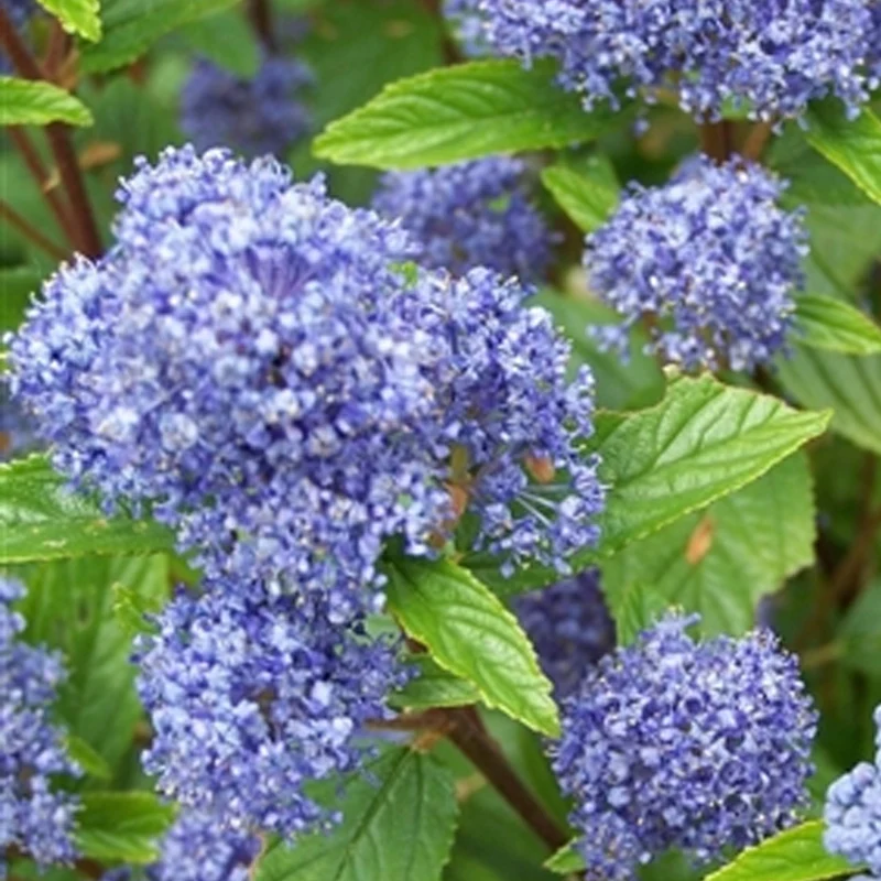 Säckelblume 'Edinburgh'