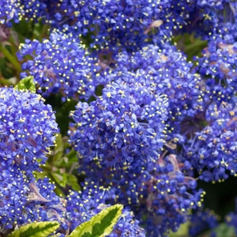 Säckelblume 'Edinburgh'