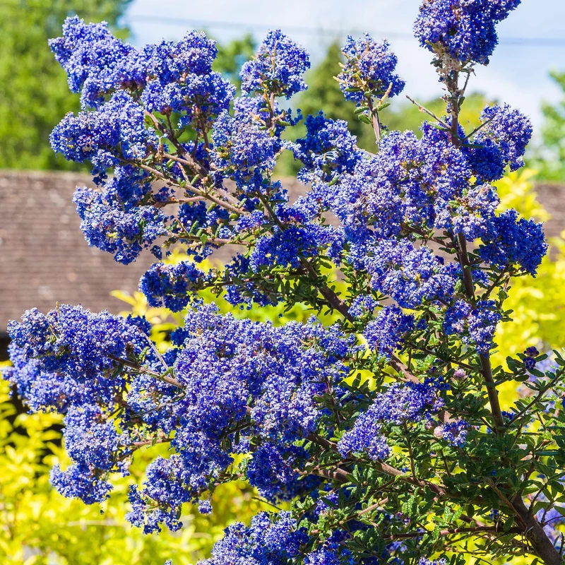 Säckelblume 'Dark Star'