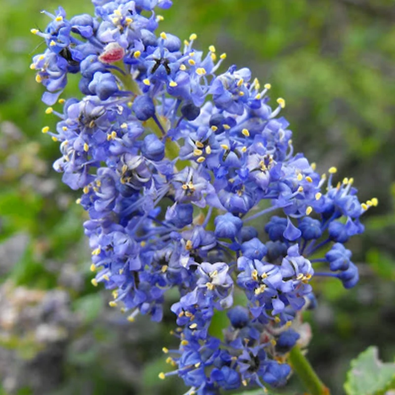 Säckelblume 'Dark Star'
