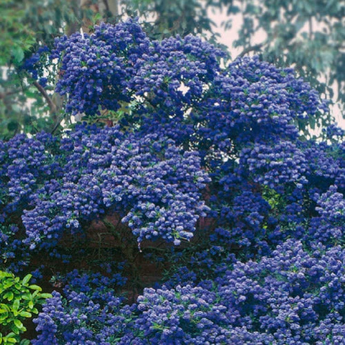 Säckelblume 'Concha'