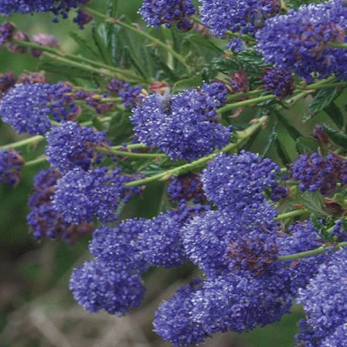 Säckelblume 'Concha'