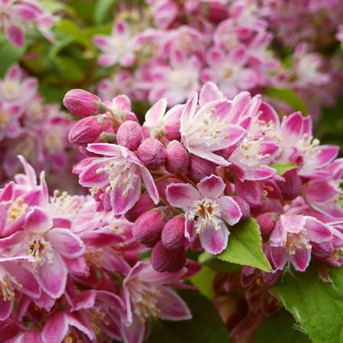 Deutzie 'Strawberry Fields'