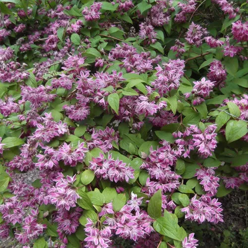 Deutzie 'Strawberry Fields'