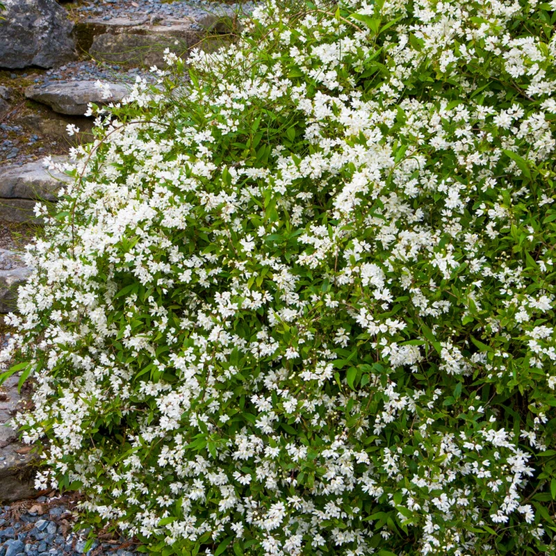 Deutzie 'Nikko'