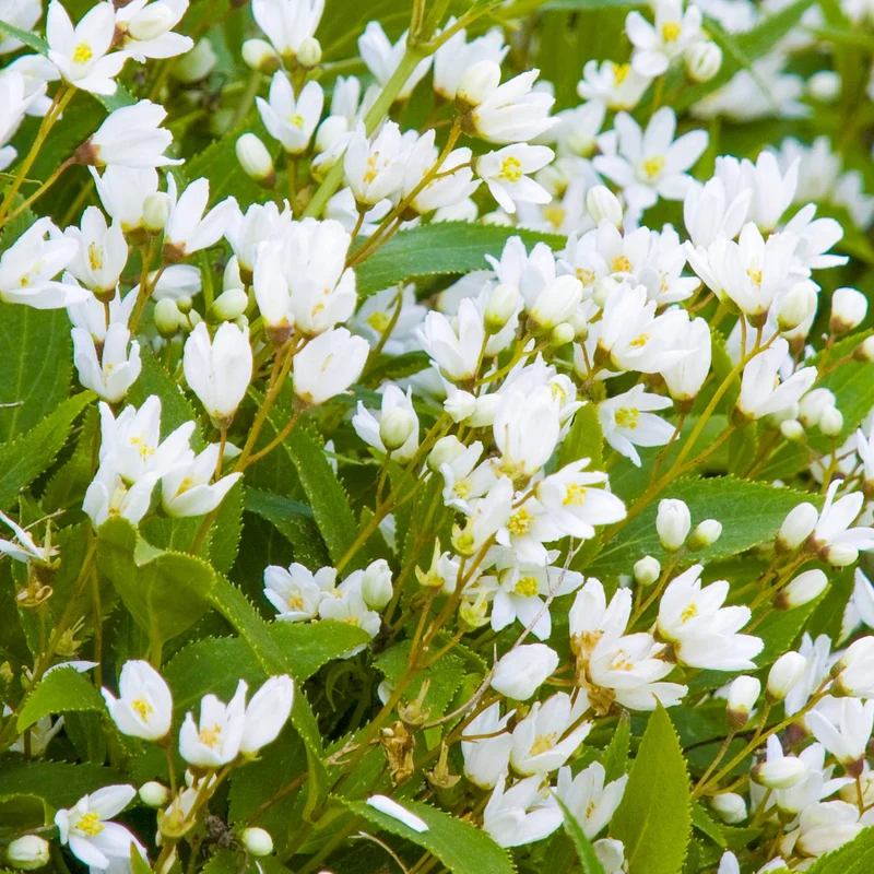 Deutzie 'Nikko'