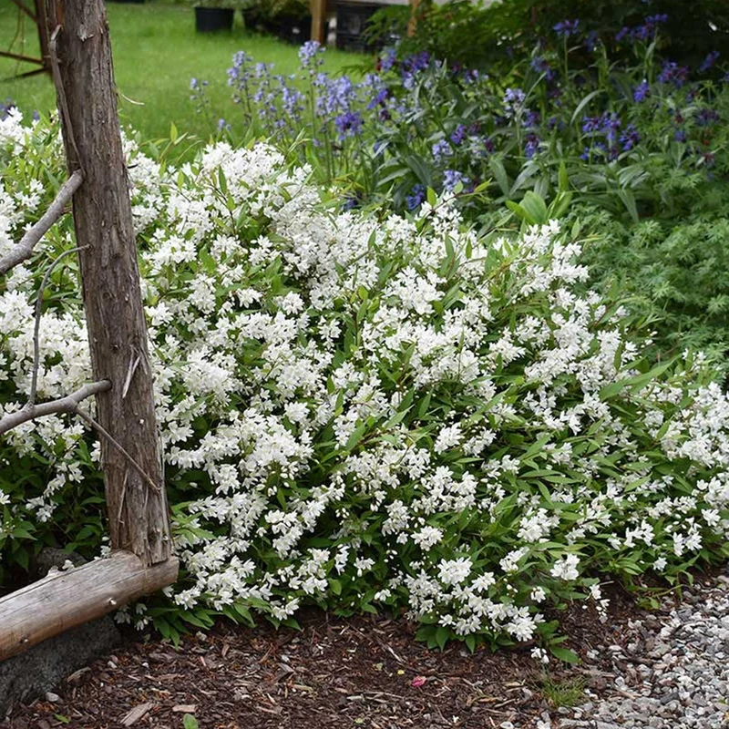 Deutzie 'Nikko'