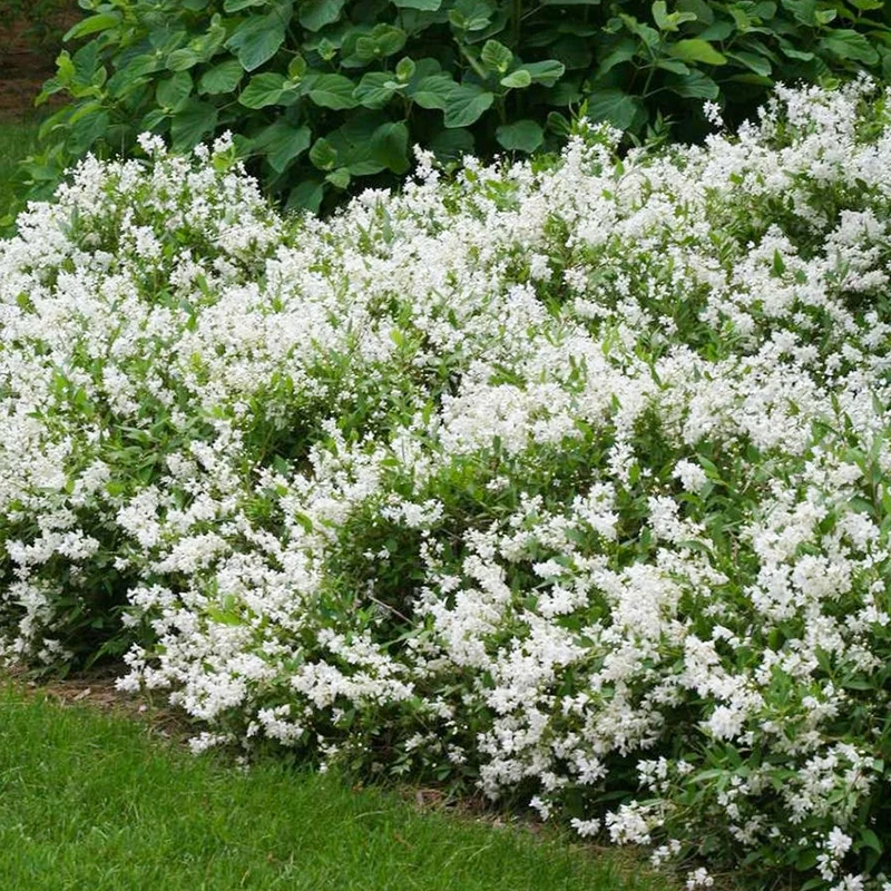 Deutzie 'Nikko'
