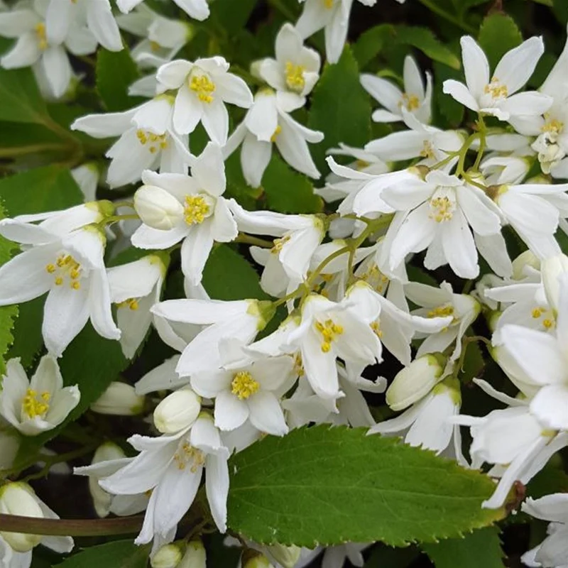Deutzie 'Nikko'