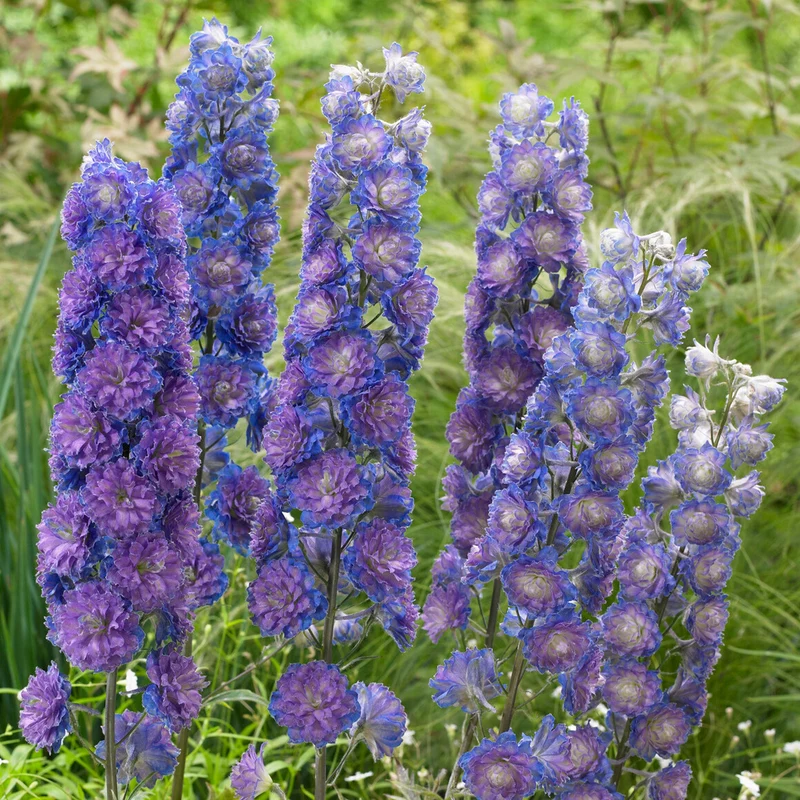 Rittersporn 'Highlander Sweet Sensation'