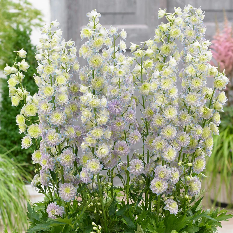Rittersporn 'Highlander Moonlight'