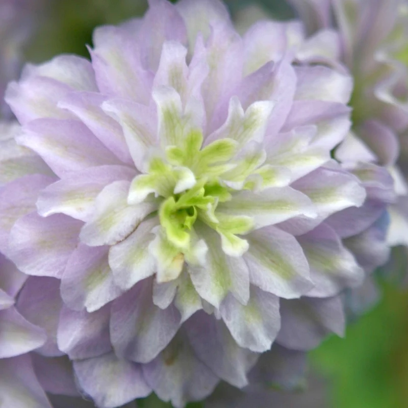 Rittersporn 'Highlander Moonlight'
